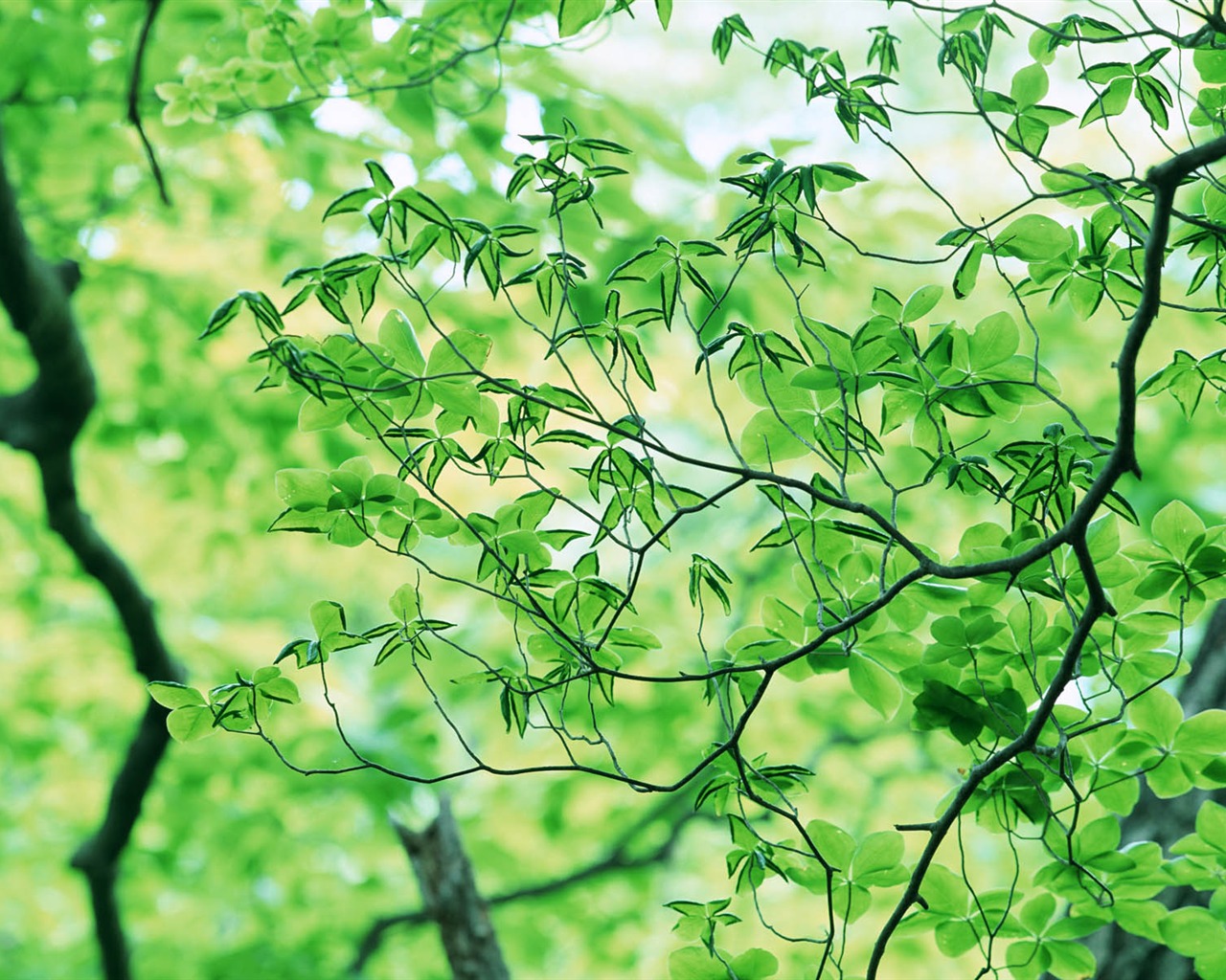 Green leaf photo wallpaper (3) #10 - 1280x1024