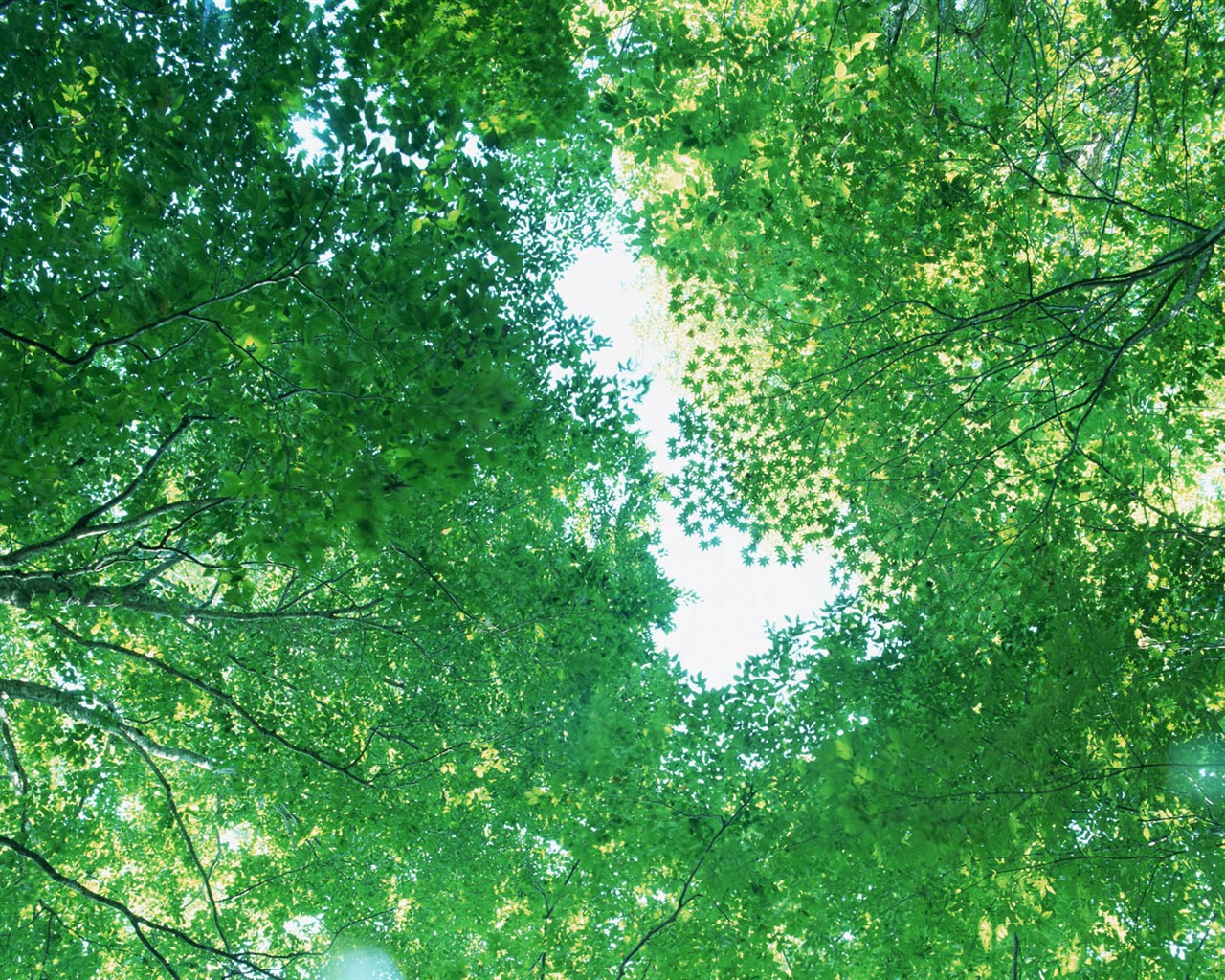 Green leaf photo wallpaper (3) #11 - 1280x1024