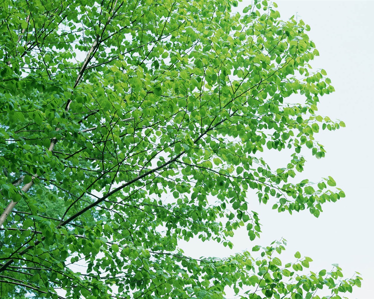 녹색 잎 사진 벽지 (3) #12 - 1280x1024