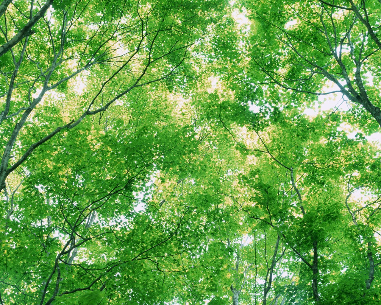 녹색 잎 사진 벽지 (3) #13 - 1280x1024