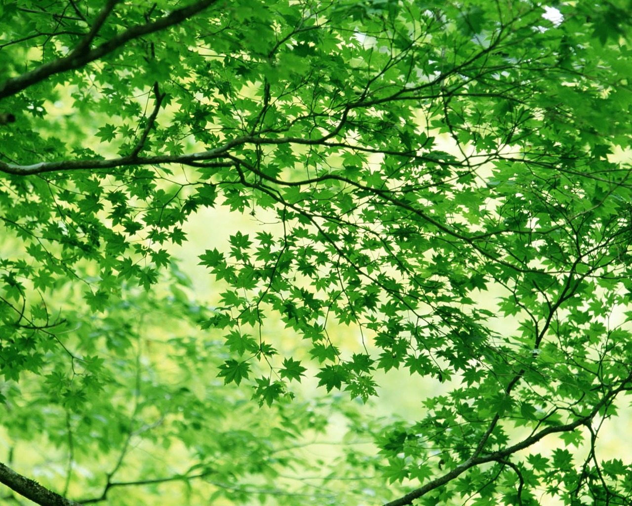 녹색 잎 사진 벽지 (3) #14 - 1280x1024