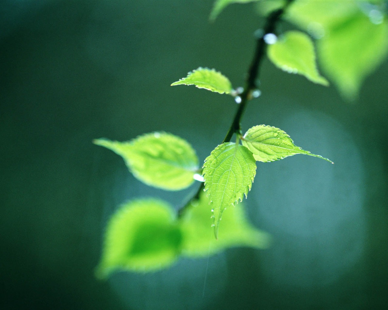 Green leaf photo wallpaper (3) #15 - 1280x1024