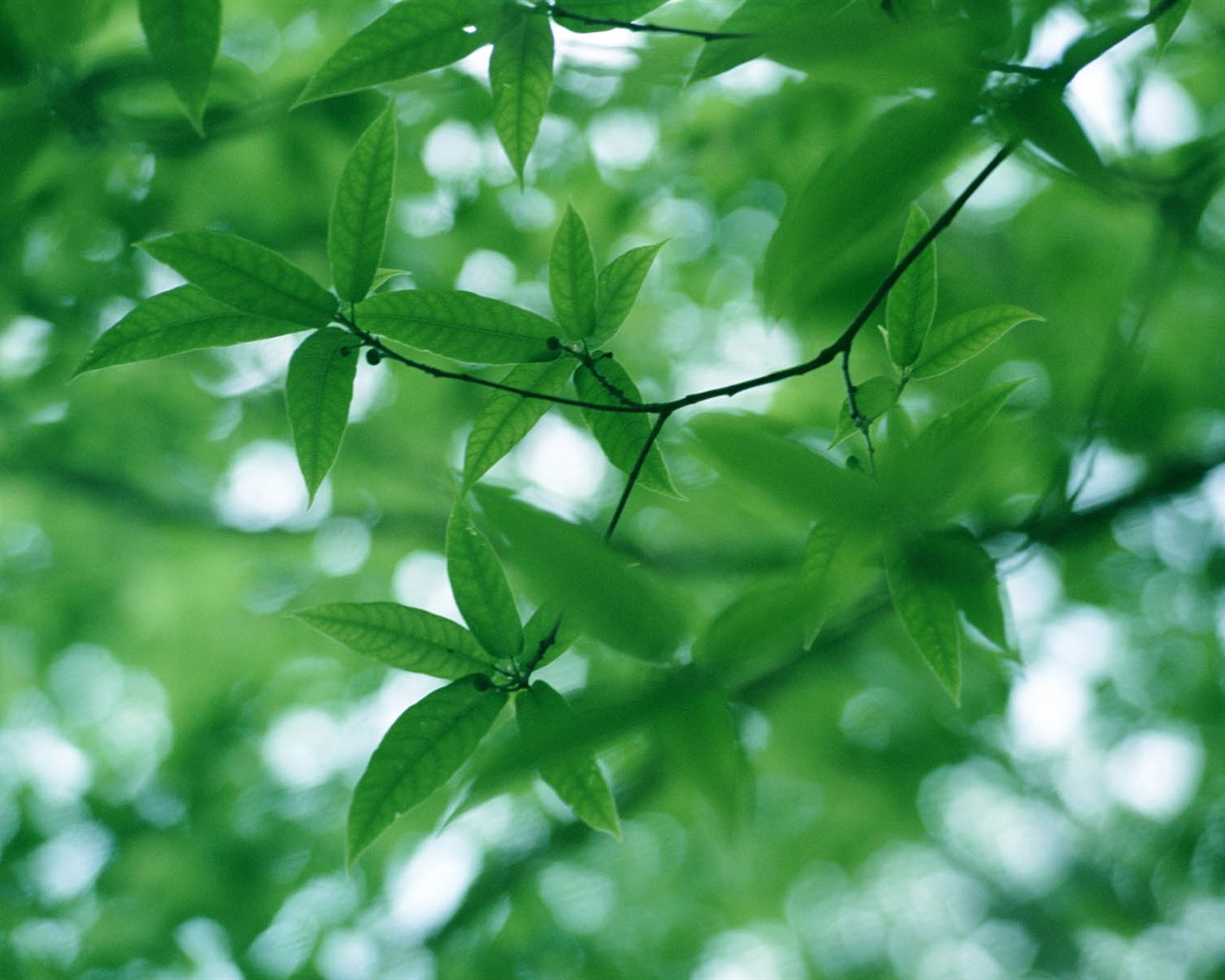 녹색 잎 사진 벽지 (3) #16 - 1280x1024
