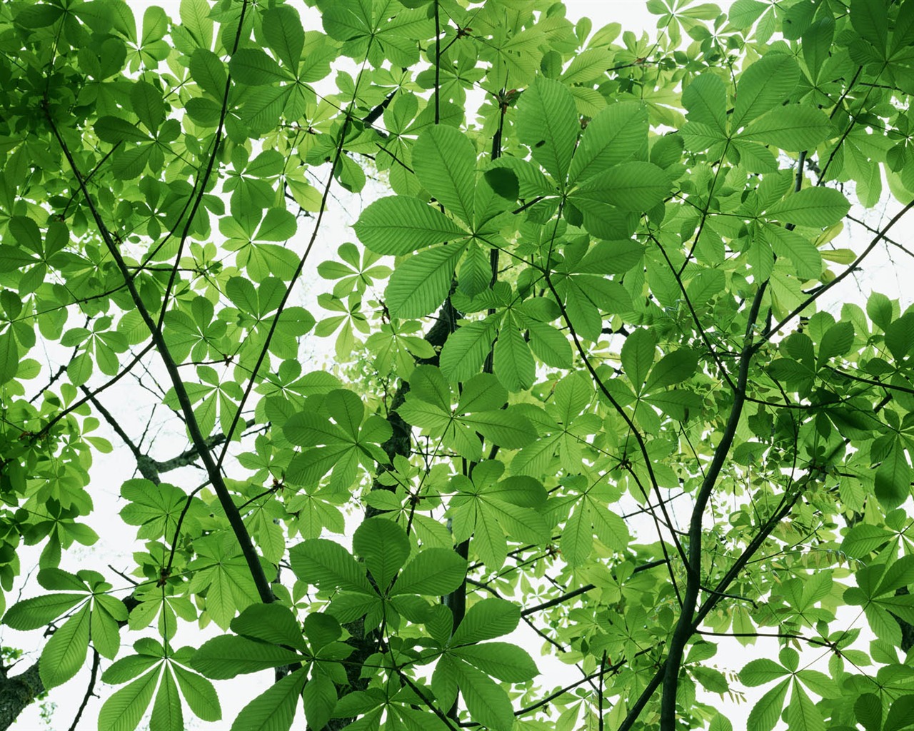 Green leaf photo wallpaper (3) #17 - 1280x1024