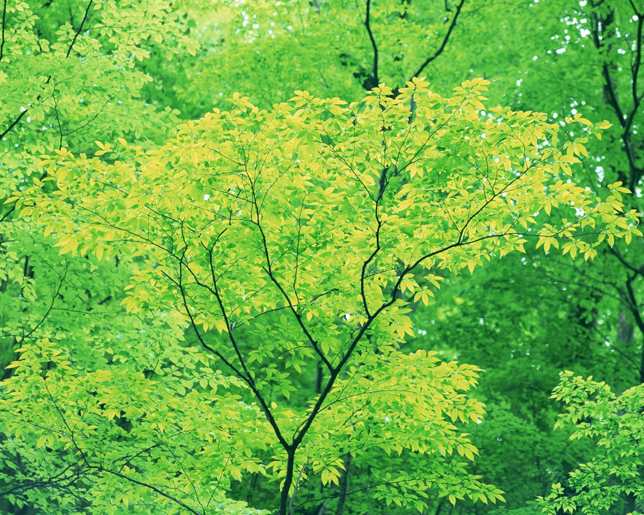 녹색 잎 사진 벽지 (3) #18 - 1280x1024