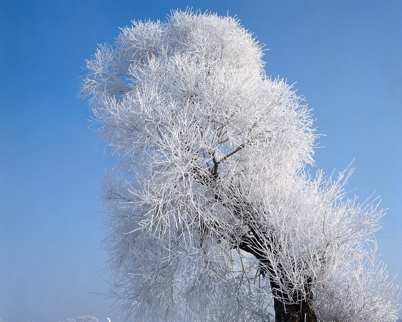 冬天雪景壁紙 #2 - 1280x1024