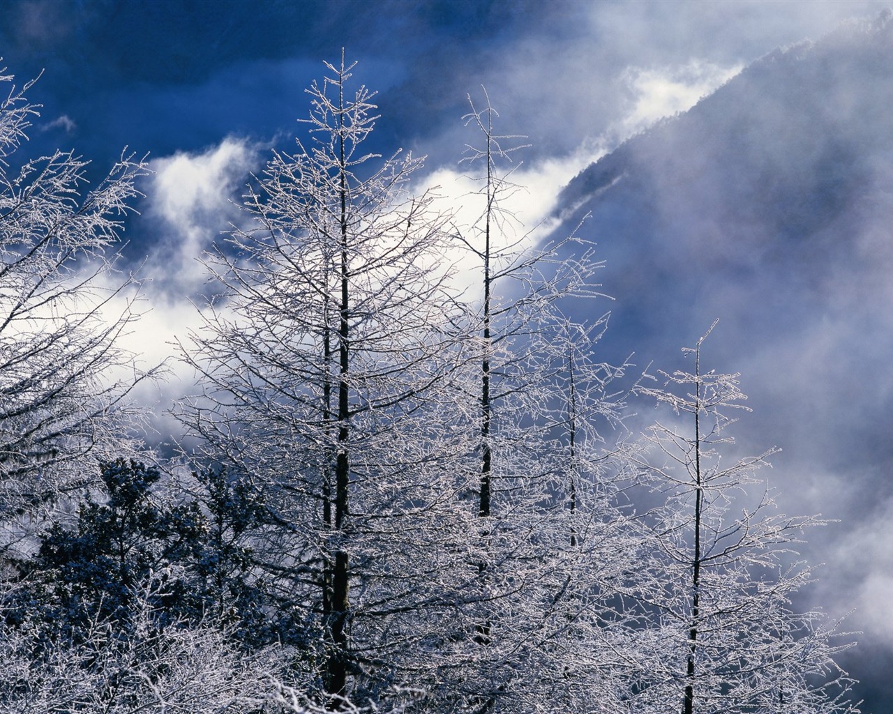 Winter Snow wallpaper #23 - 1280x1024