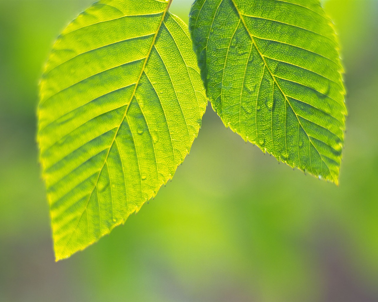 Green leaf photo wallpaper (4) #1 - 1280x1024
