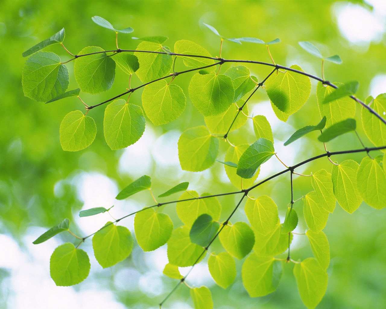 Green leaf photo wallpaper (4) #6 - 1280x1024