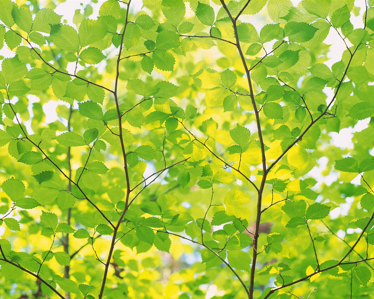 녹색 잎 사진 벽지 (4) #9 - 1280x1024