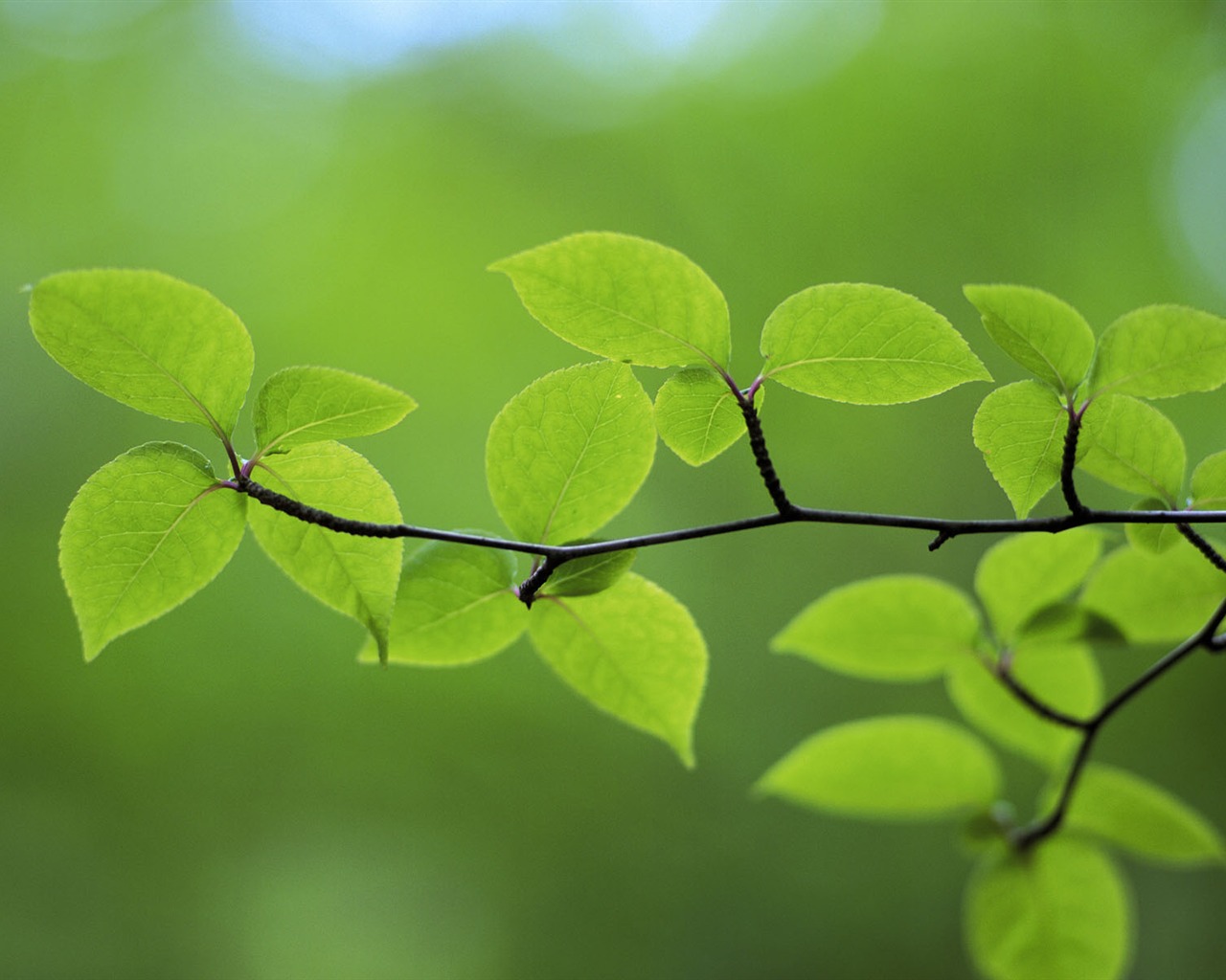 Green leaf photo wallpaper (4) #14 - 1280x1024