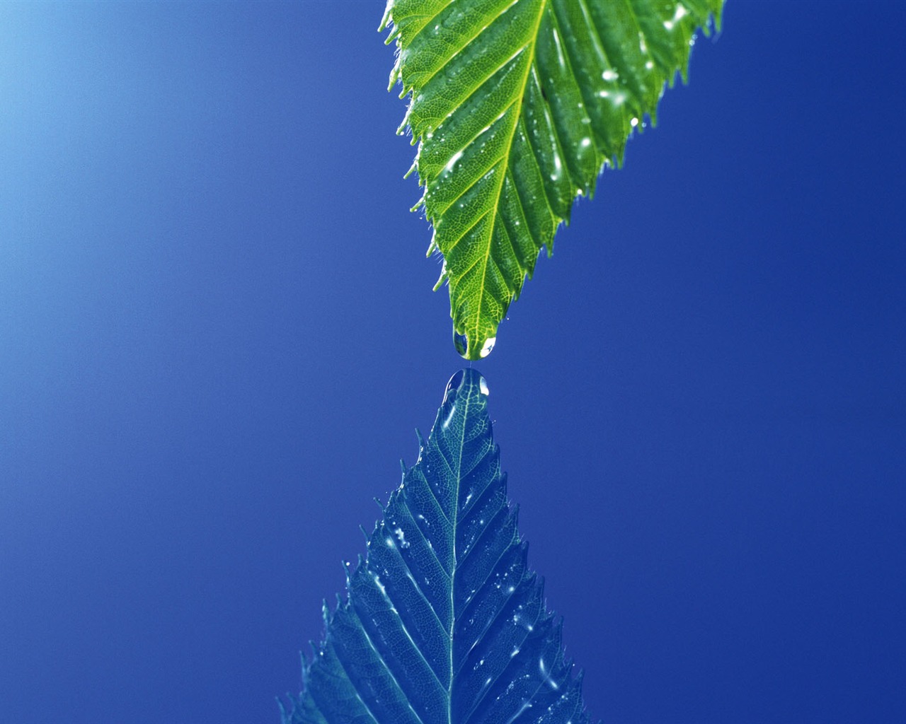 Green leaf photo wallpaper (4) #15 - 1280x1024