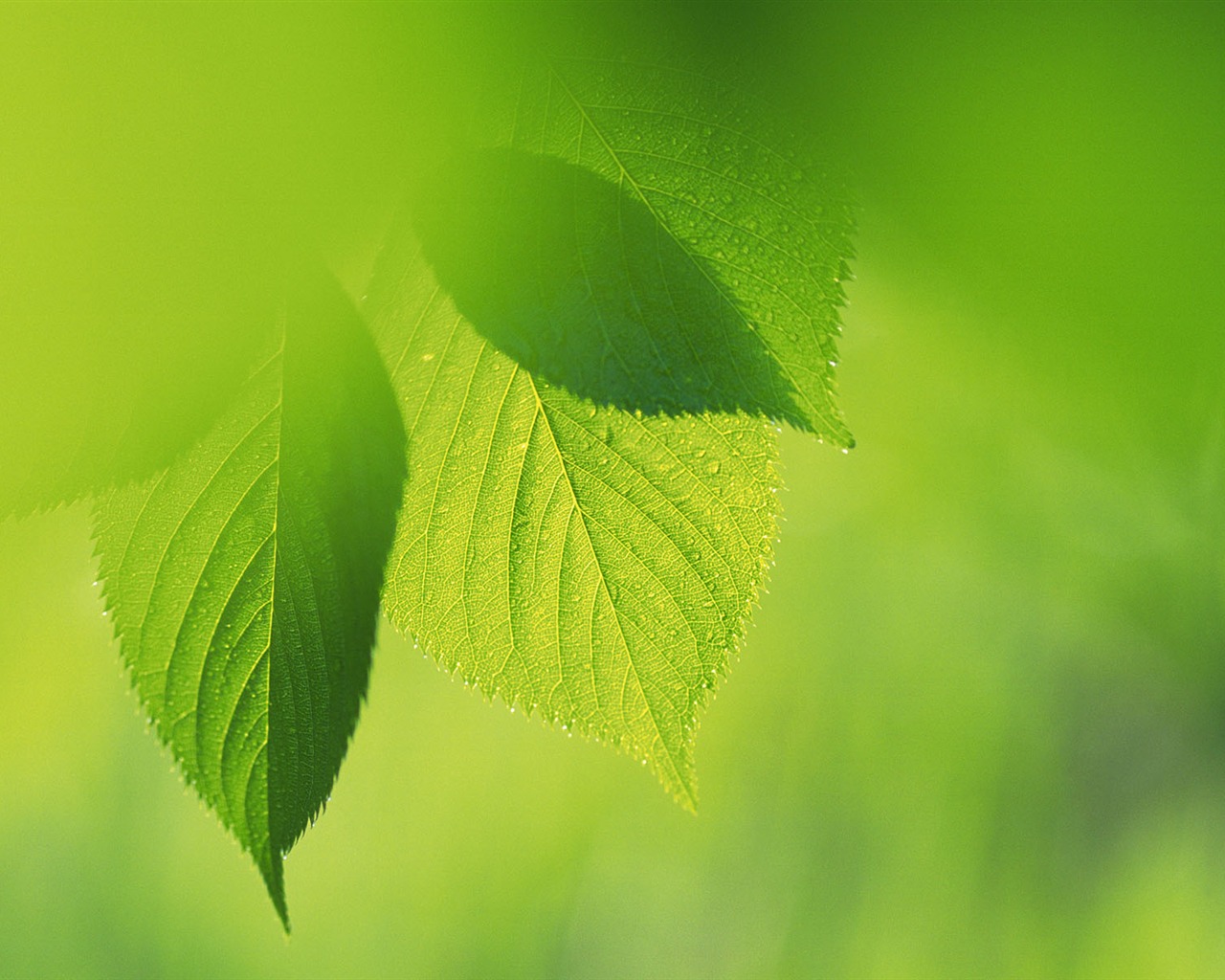 Green leaf photo wallpaper (4) #16 - 1280x1024
