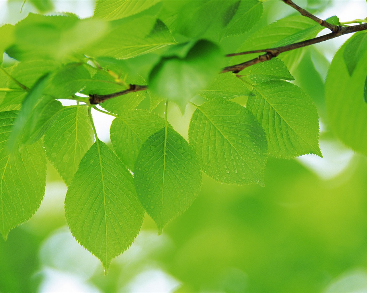 Green leaf photo wallpaper (4) #18 - 1280x1024