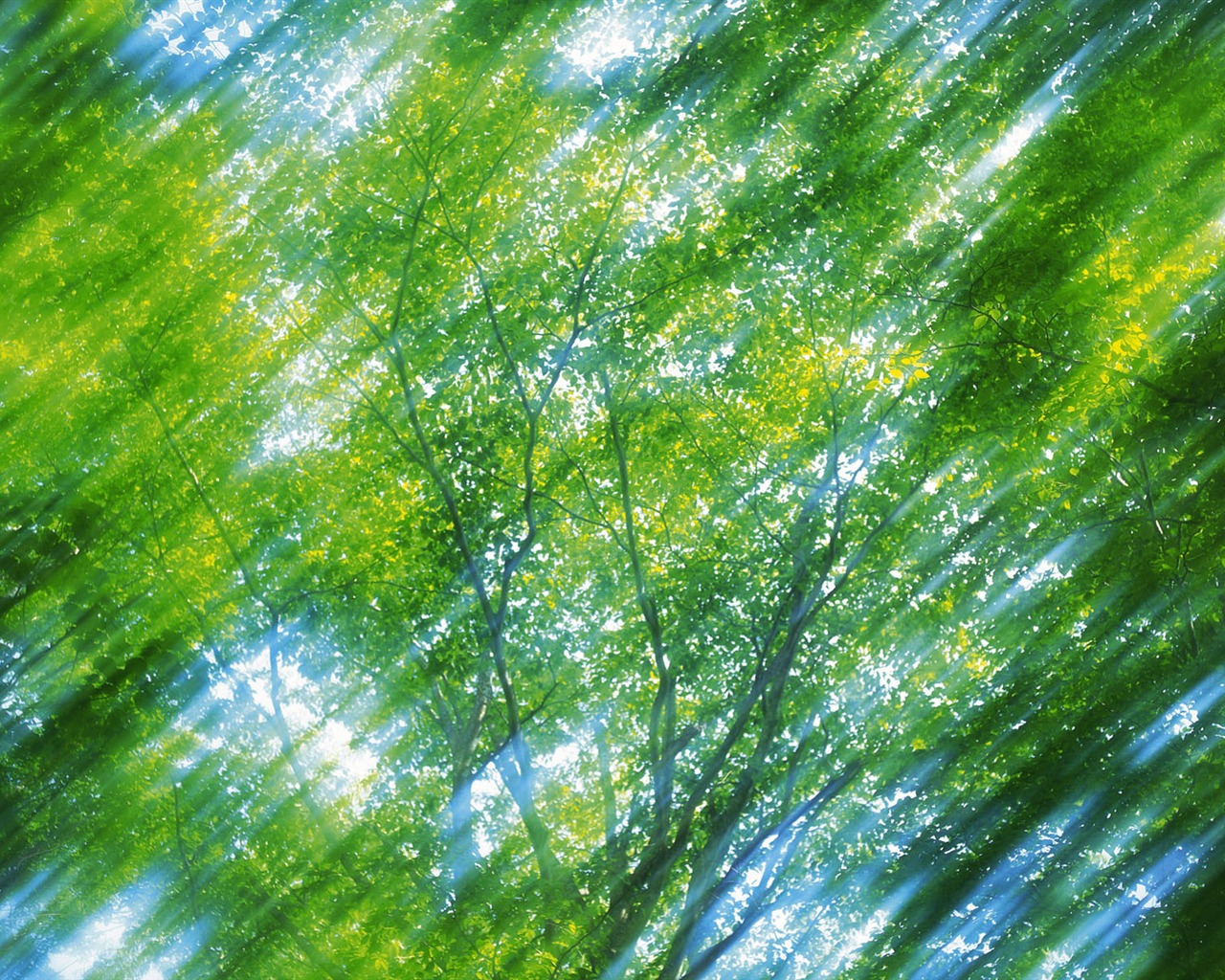 녹색 잎 사진 벽지 (5) #5 - 1280x1024