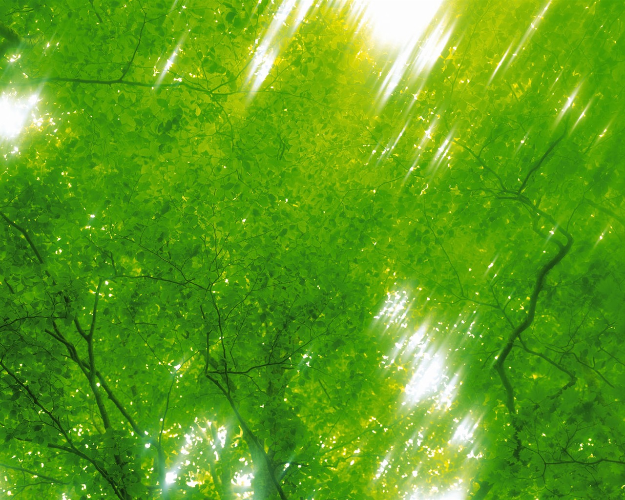 녹색 잎 사진 벽지 (5) #6 - 1280x1024
