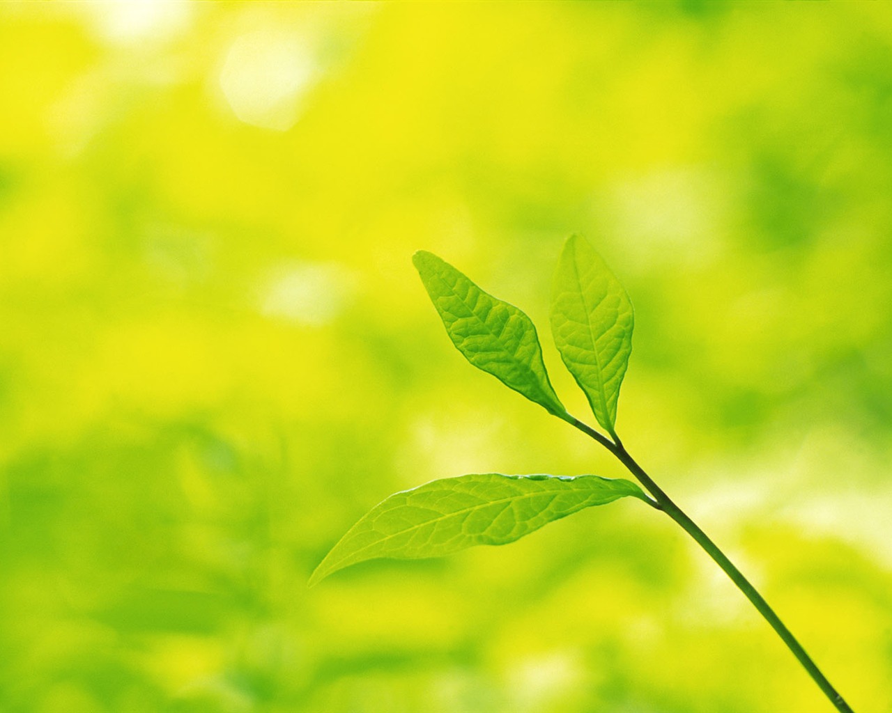 Green leaf photo wallpaper (5) #7 - 1280x1024