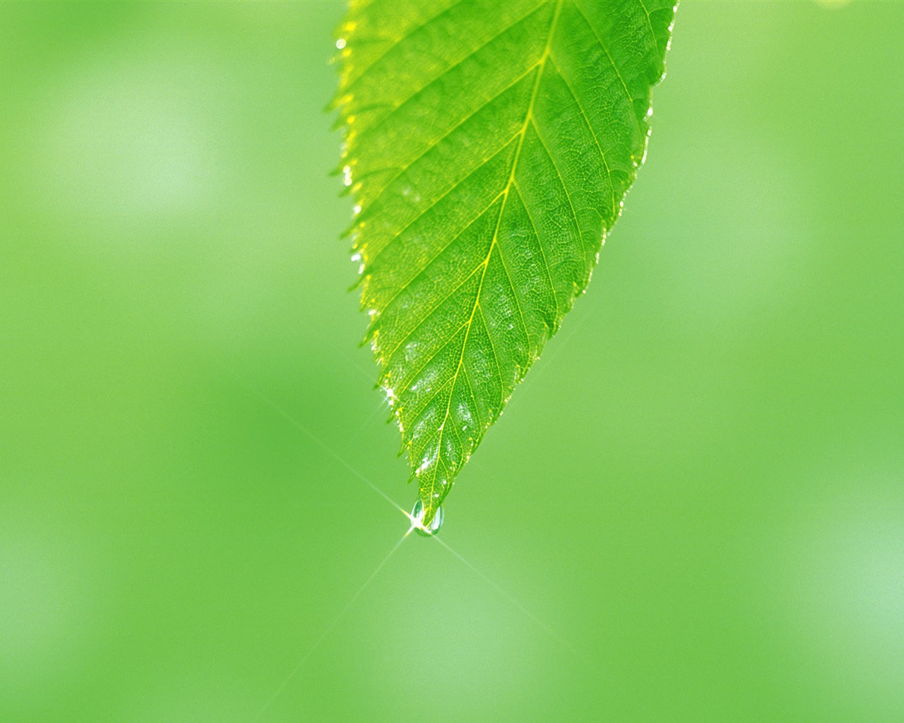 Fondos de escritorio de hoja verde de fotos (5) #10 - 1280x1024