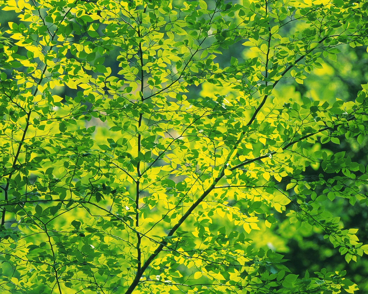 Zelená listová foto tapetu (5) #11 - 1280x1024
