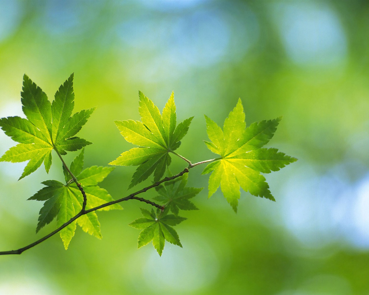 Green leaf photo wallpaper (5) #14 - 1280x1024