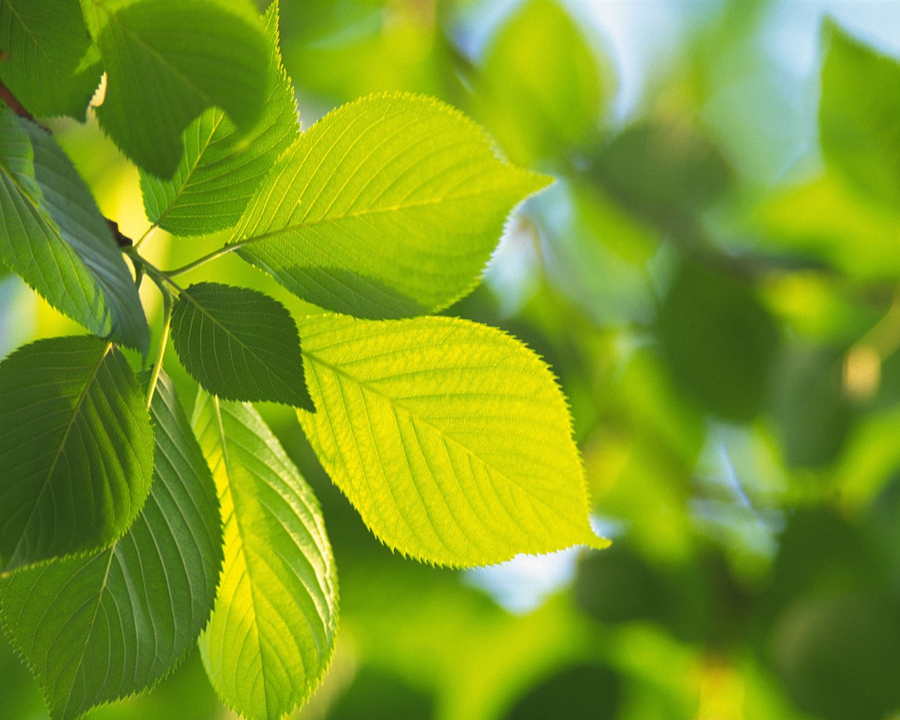 Green leaf photo wallpaper (5) #16 - 1280x1024