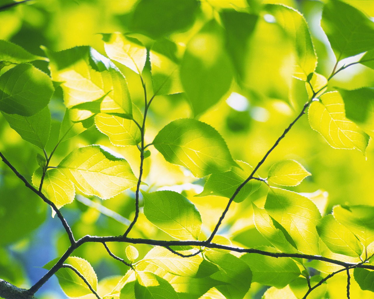 녹색 잎 사진 벽지 (5) #18 - 1280x1024