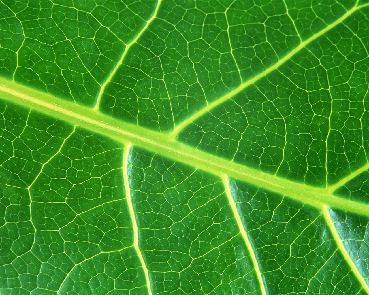 Green leaf photo wallpaper (6) #1 - 1280x1024