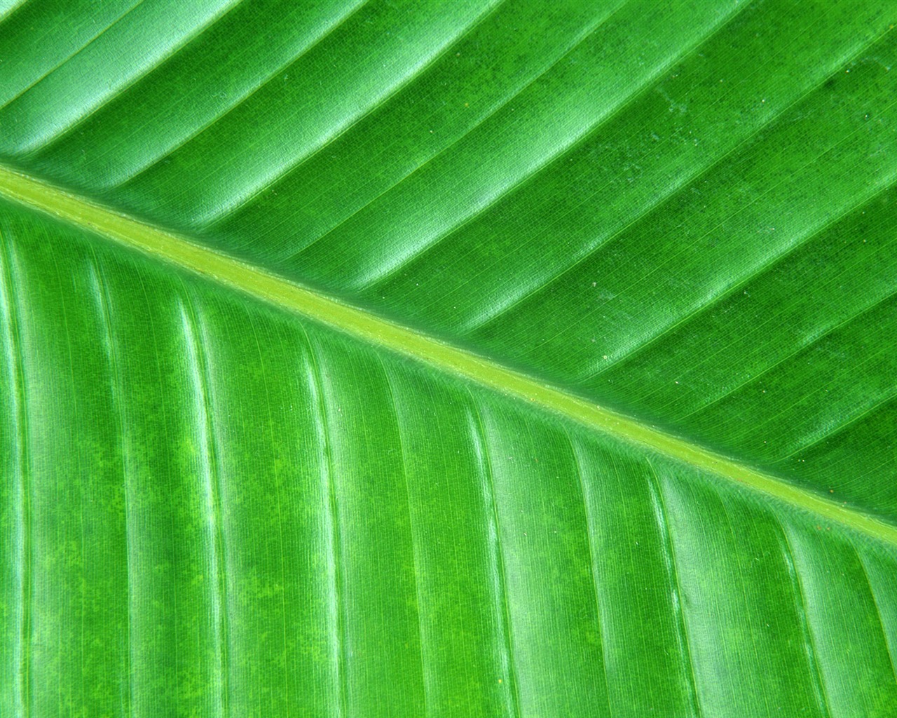 Green leaf photo wallpaper (6) #2 - 1280x1024