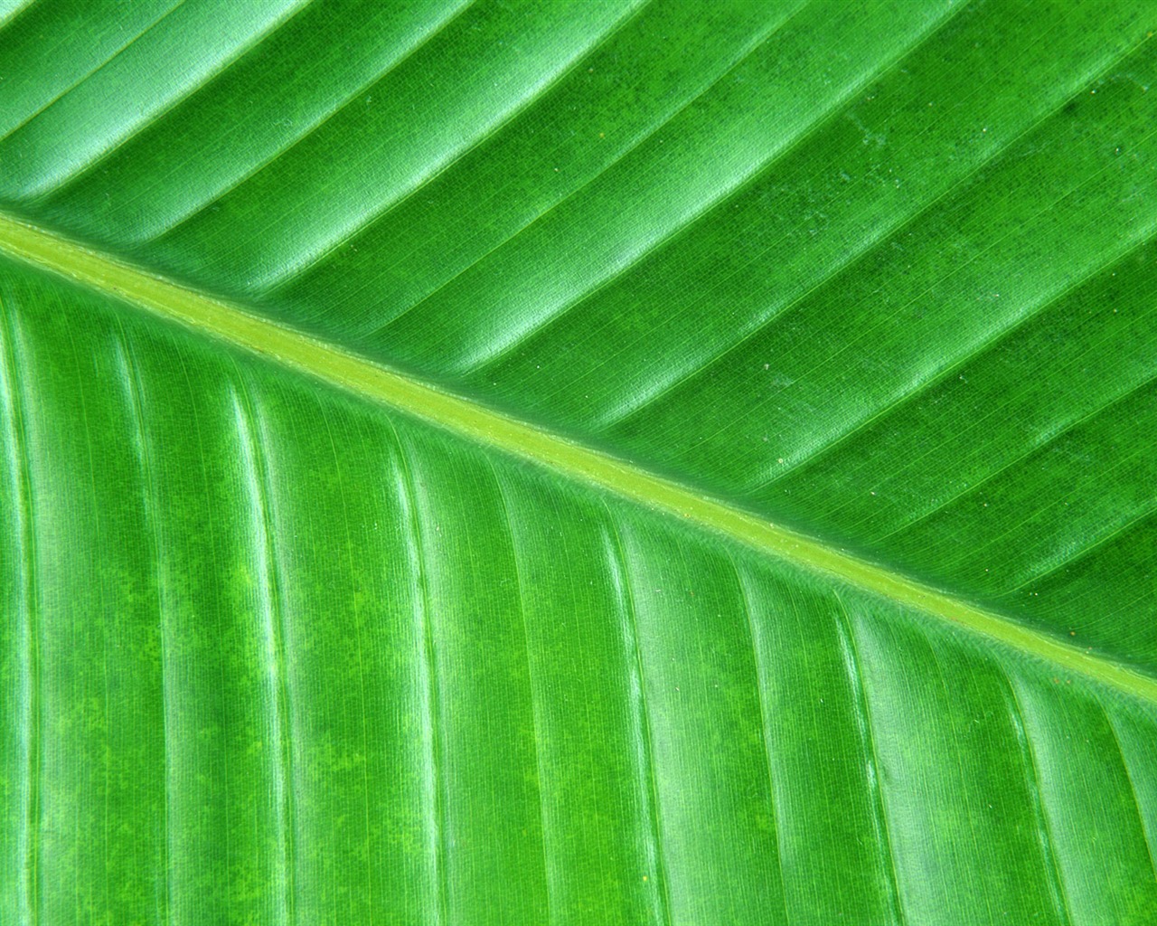 Fondos de escritorio de hoja verde de fotos (6) #2 - 1280x1024