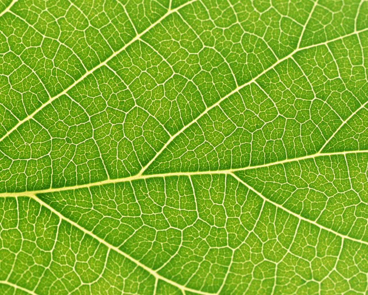 Green leaf photo wallpaper (6) #3 - 1280x1024