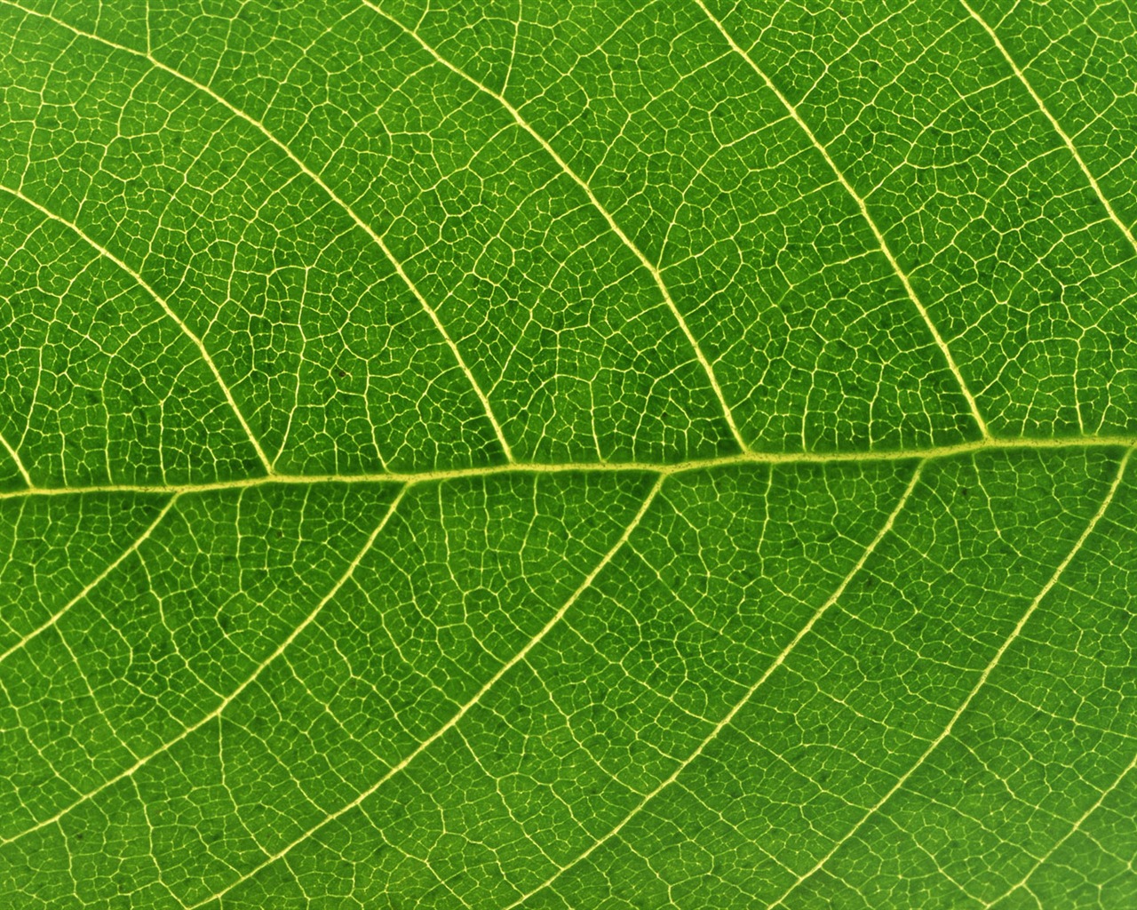 Green leaf photo wallpaper (6) #4 - 1280x1024