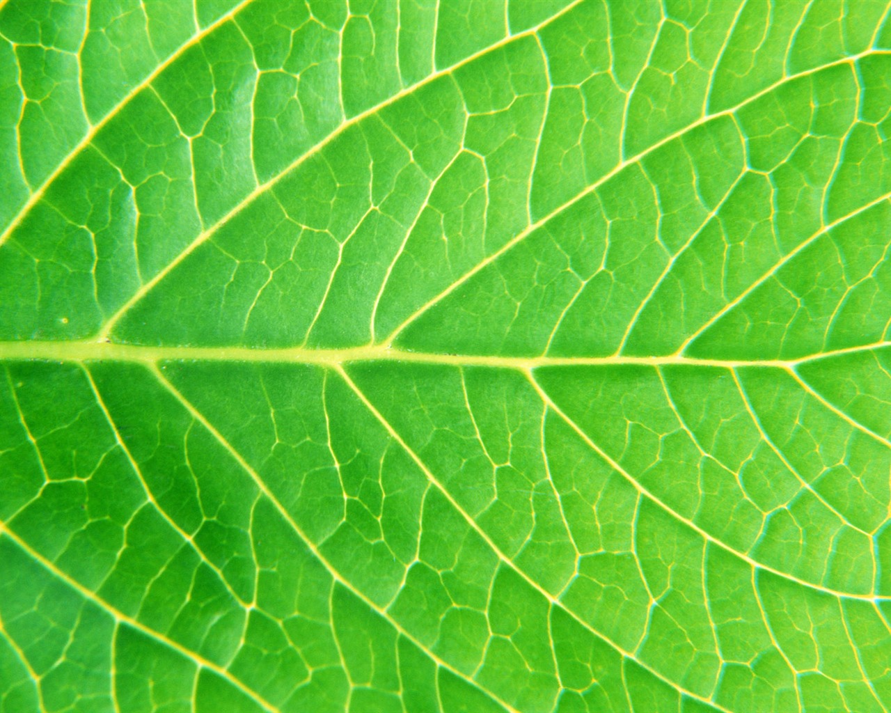Green leaf photo wallpaper (6) #5 - 1280x1024