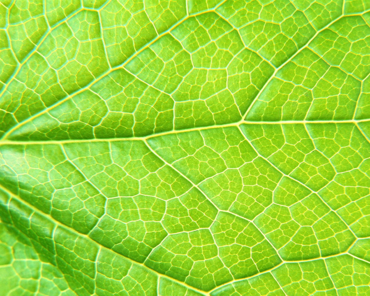 Green leaf photo wallpaper (6) #6 - 1280x1024