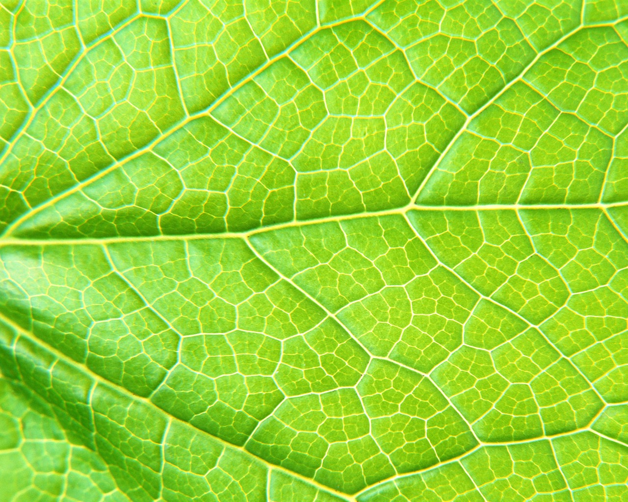 Zelená listová foto tapetu (6) #6 - 1280x1024