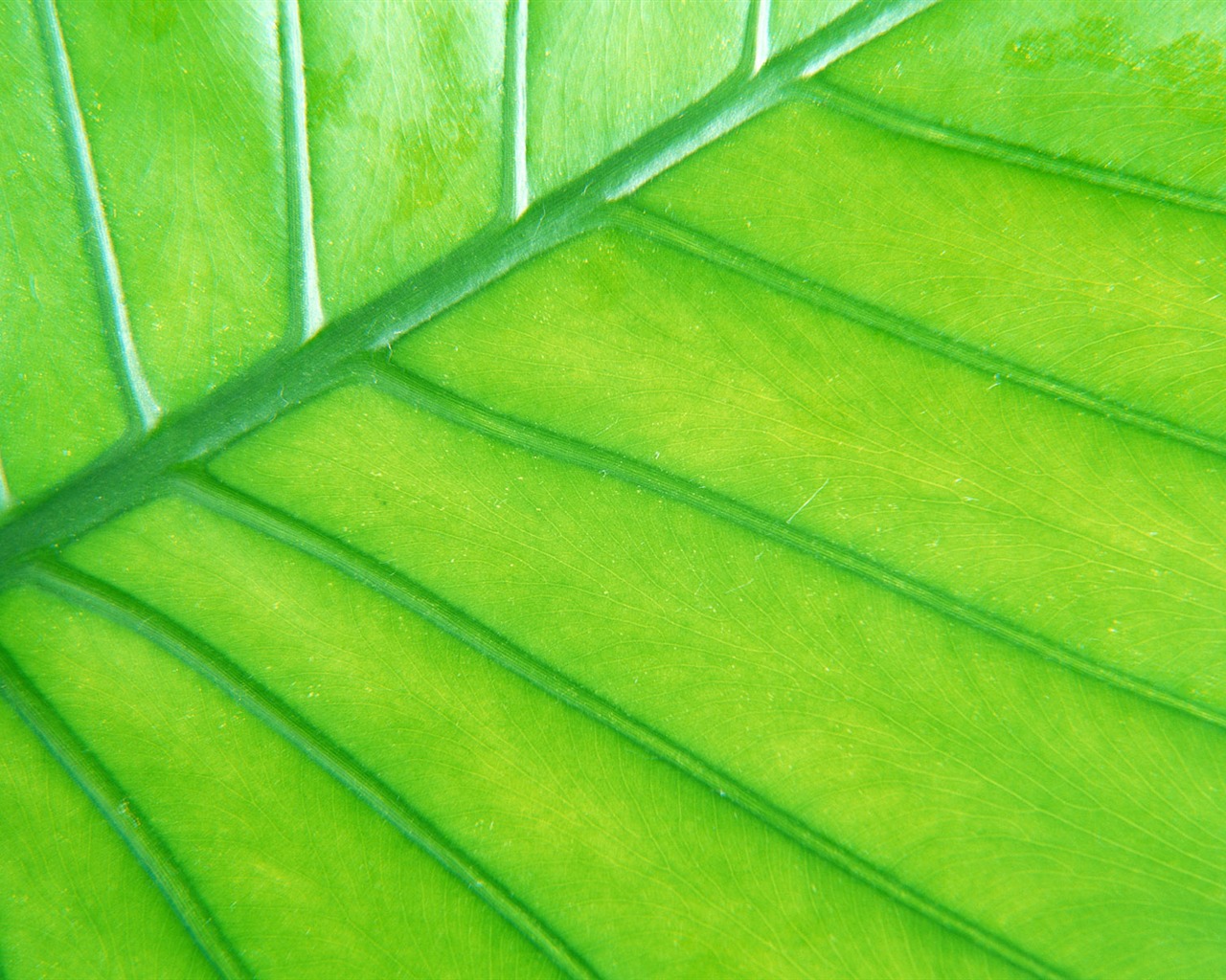 Green leaf photo wallpaper (6) #7 - 1280x1024