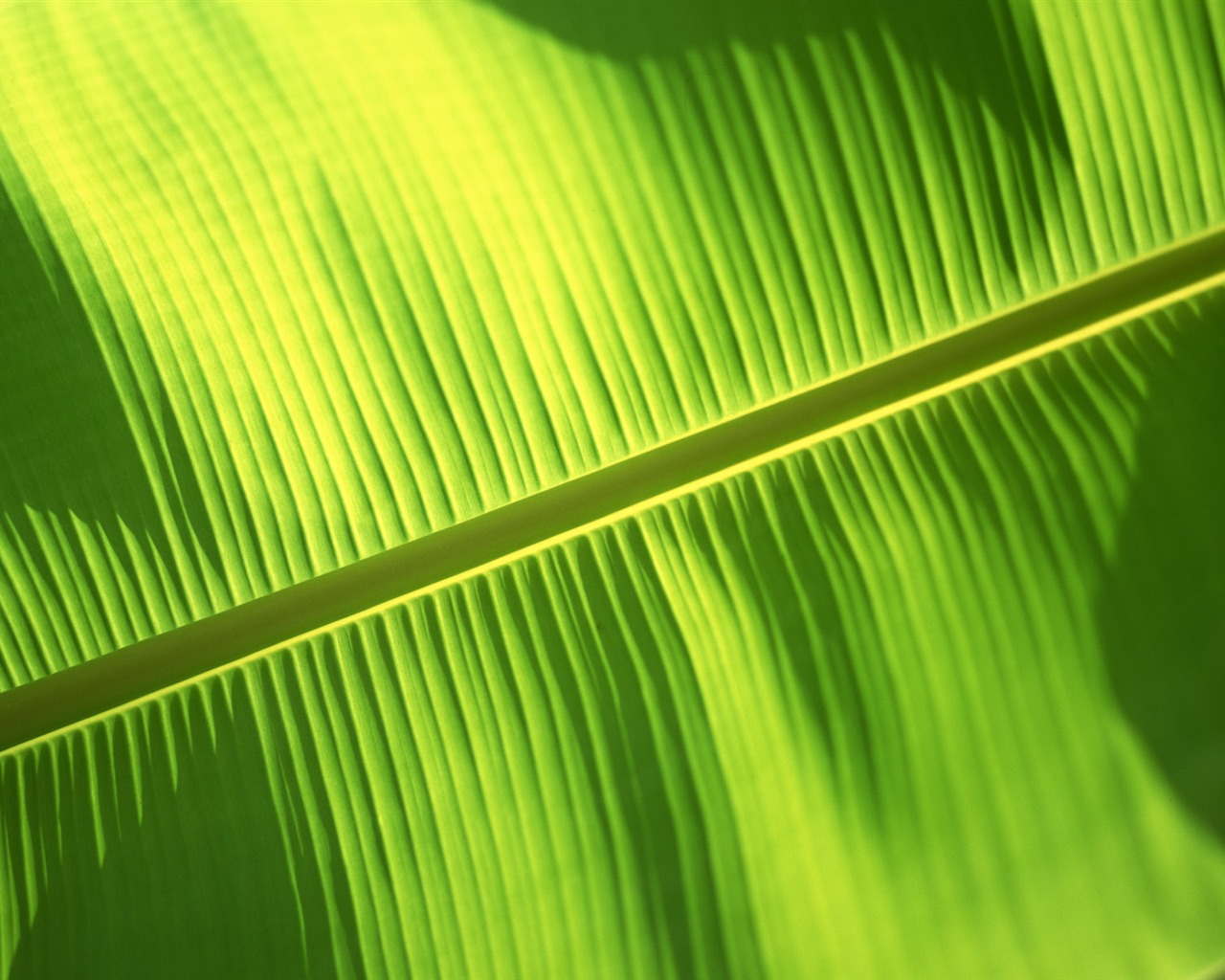 Green leaf photo wallpaper (6) #8 - 1280x1024