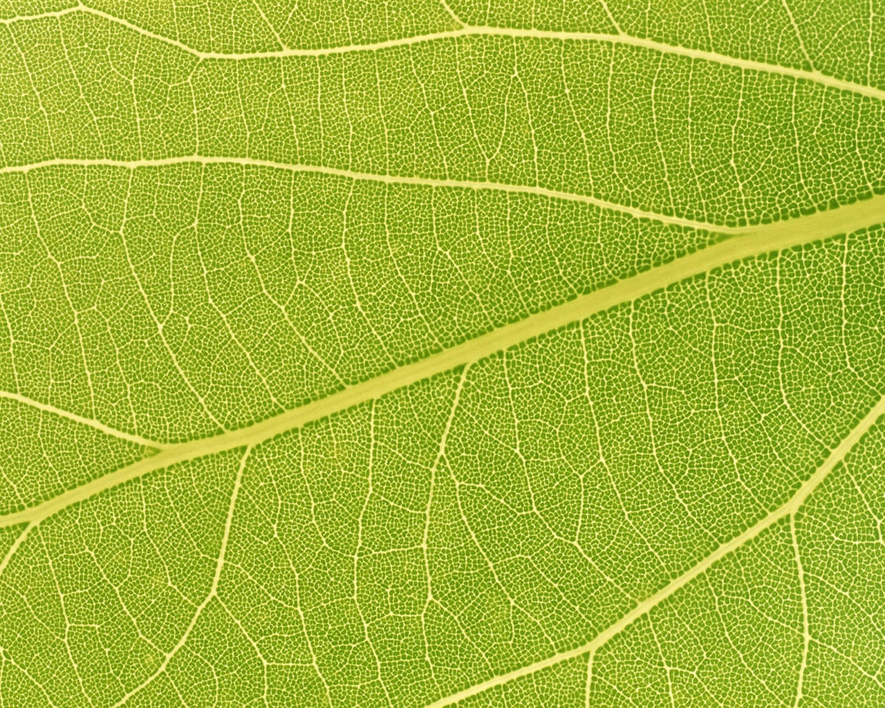 Green leaf photo wallpaper (6) #9 - 1280x1024