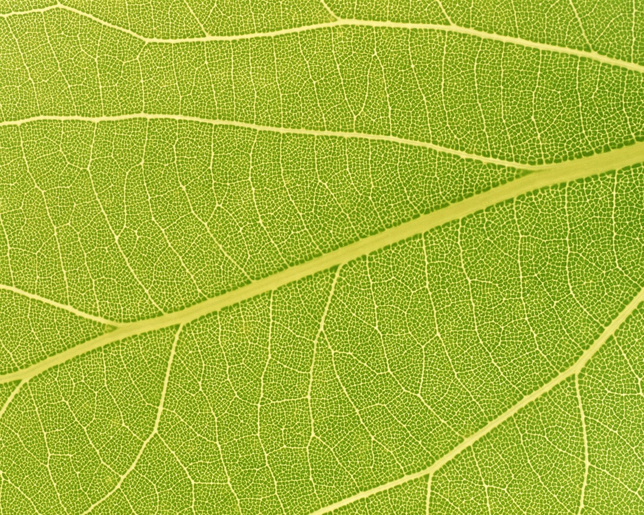 Fondos de escritorio de hoja verde de fotos (6) #9 - 1280x1024