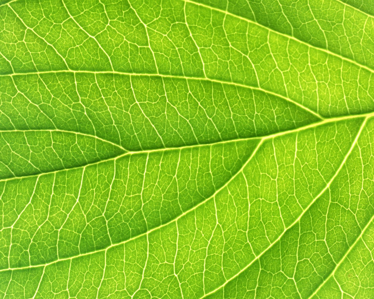 Green leaf photo wallpaper (6) #10 - 1280x1024