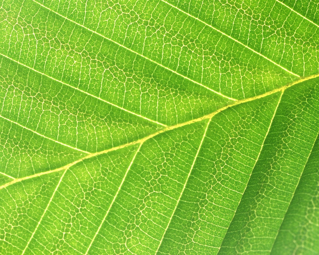 Green leaf photo wallpaper (6) #11 - 1280x1024