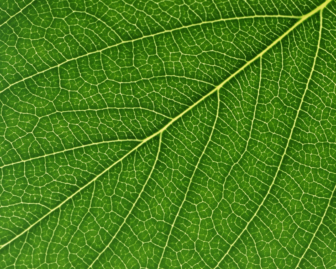 녹색 잎 사진 벽지 (6) #12 - 1280x1024