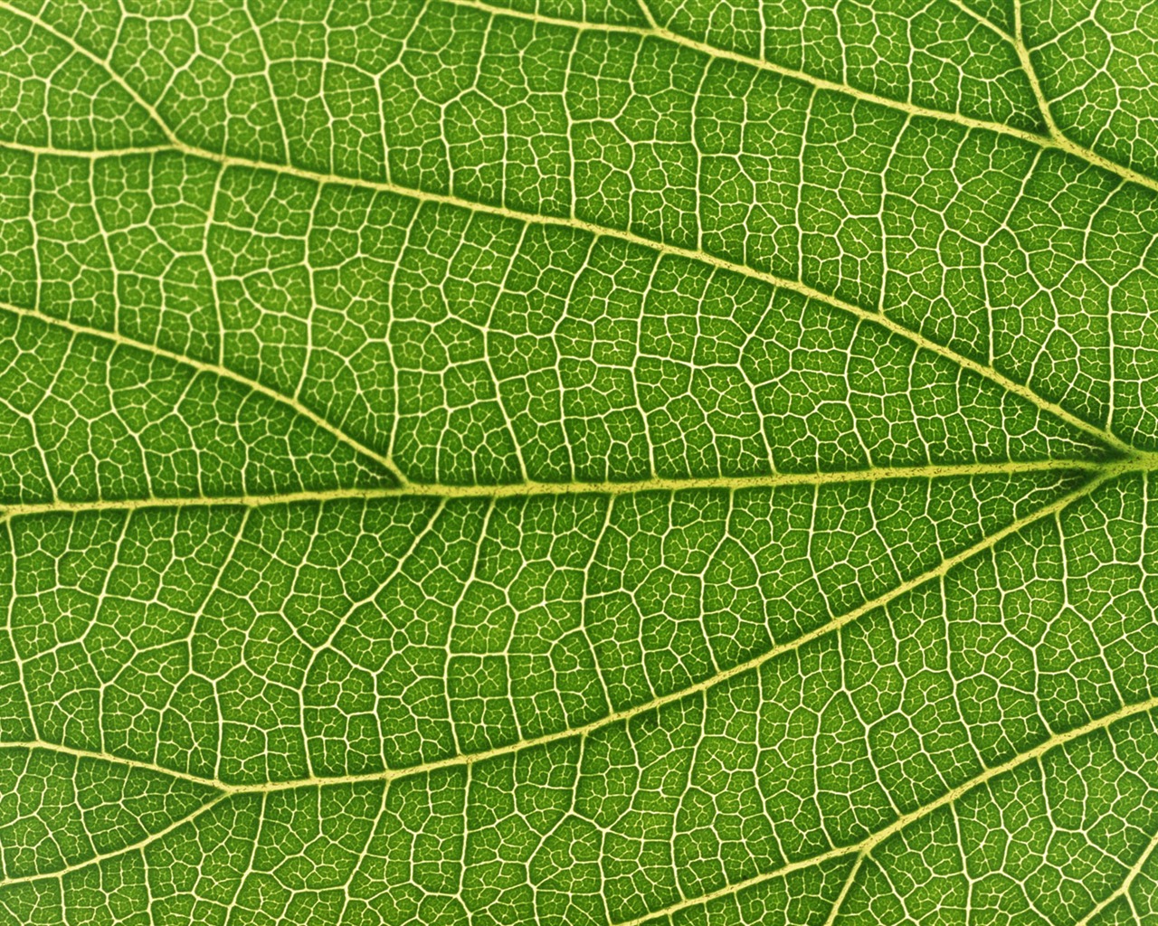 Green leaf photo wallpaper (6) #13 - 1280x1024