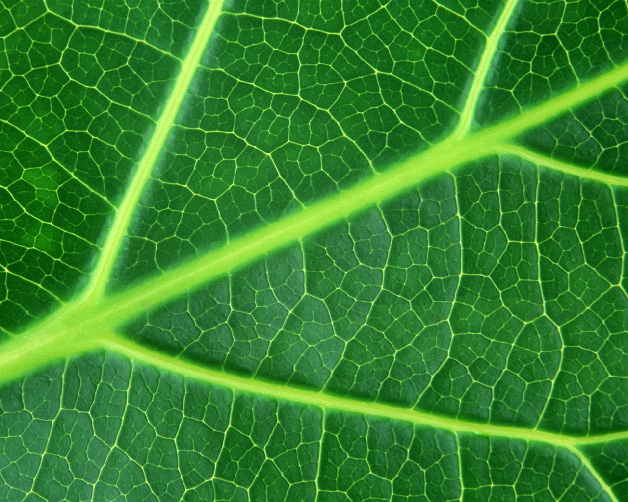 Green leaf photo wallpaper (6) #15 - 1280x1024