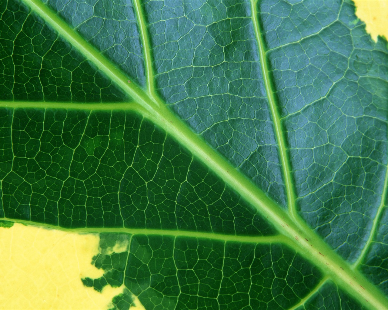Green leaf photo wallpaper (6) #16 - 1280x1024