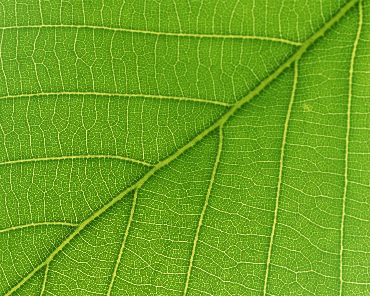 Green leaf photo wallpaper (6) #17 - 1280x1024