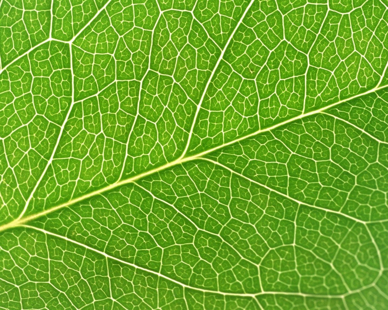 Green leaf photo wallpaper (6) #18 - 1280x1024