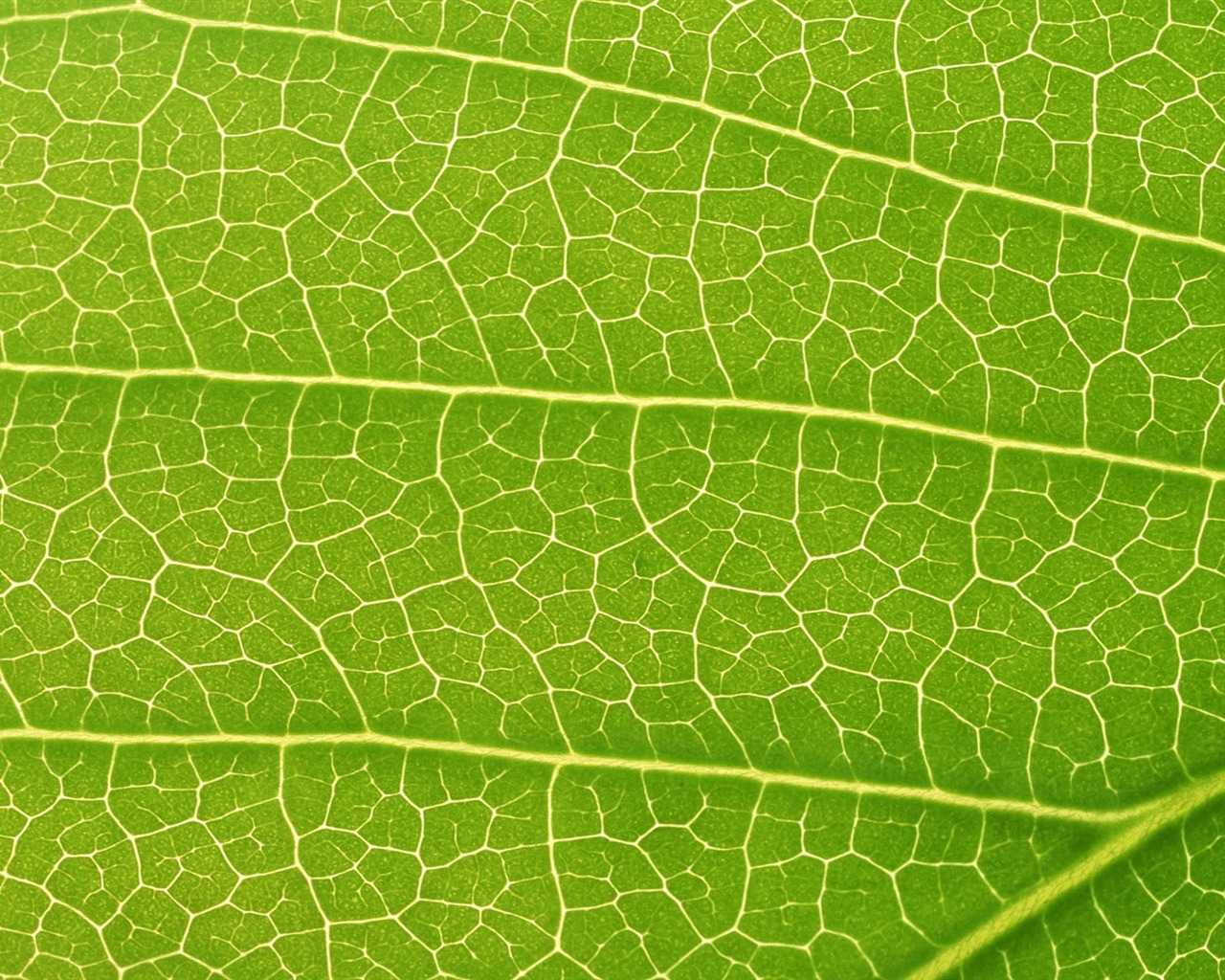 Zelená listová foto tapetu (6) #19 - 1280x1024