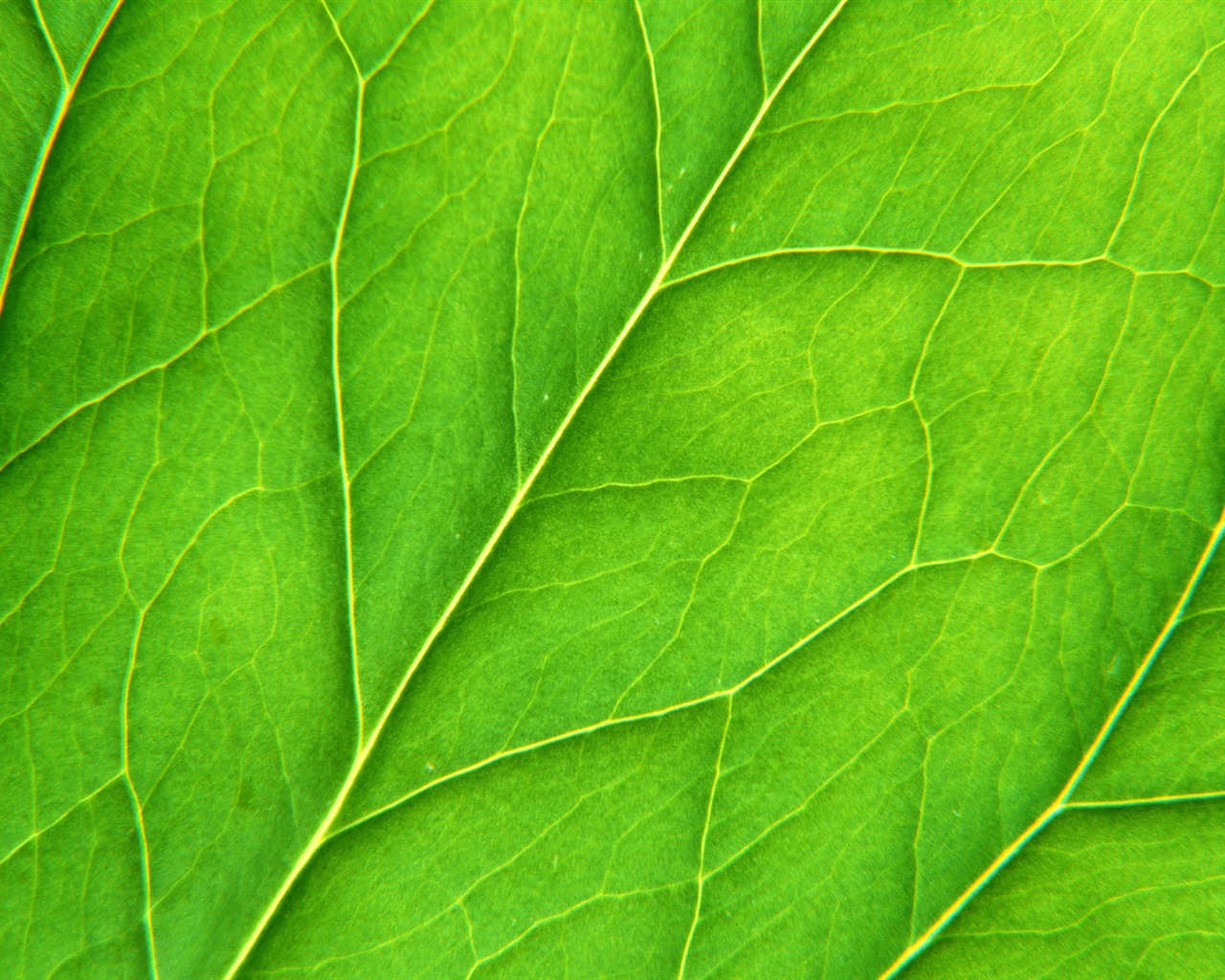 Green leaf photo wallpaper (6) #20 - 1280x1024