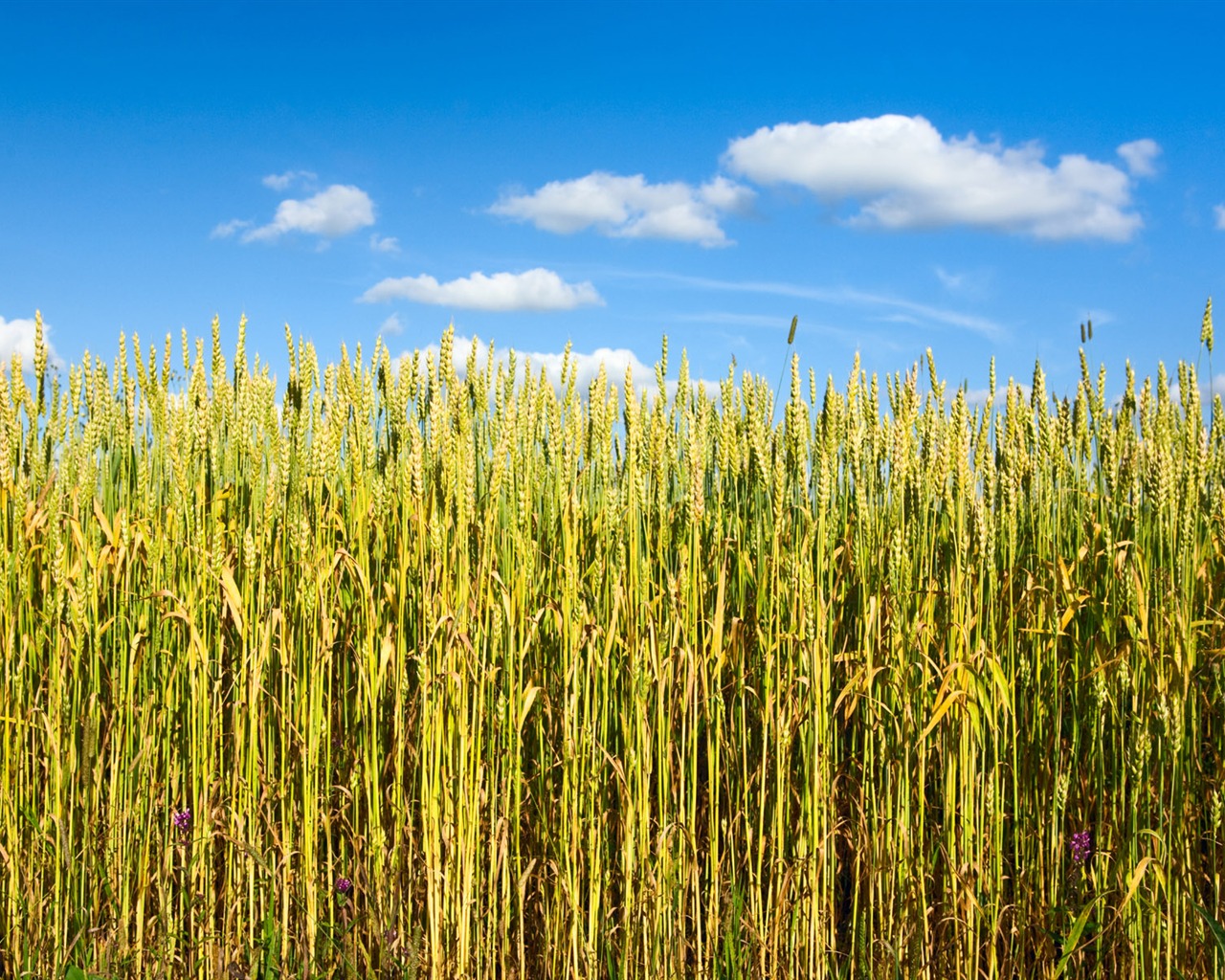 Wheat wallpaper (1) #6 - 1280x1024