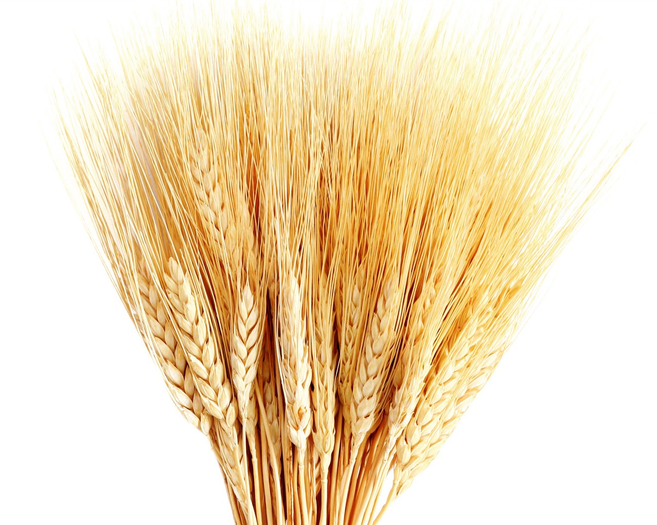 Wheat wallpaper (1) #11 - 1280x1024